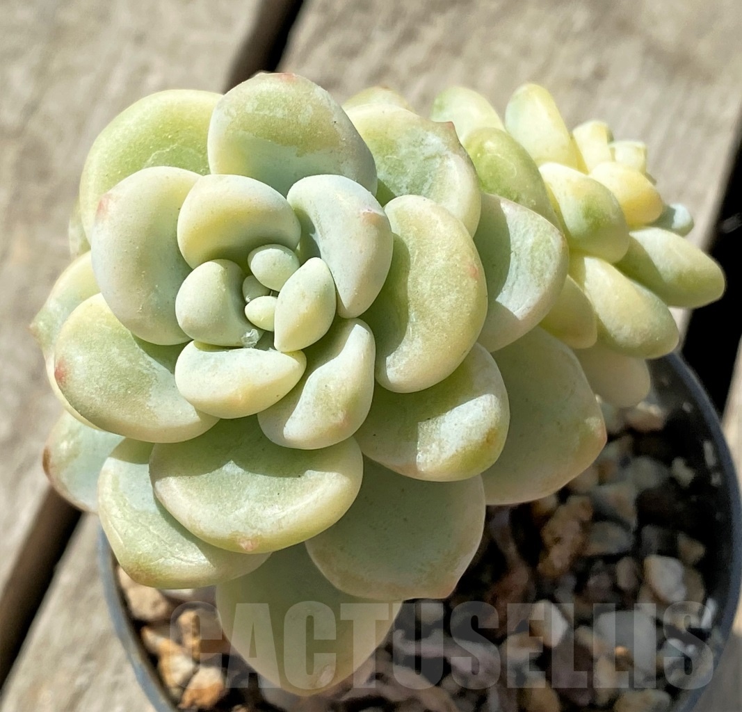 SHPR11466 Sedum clavatum f.variegata