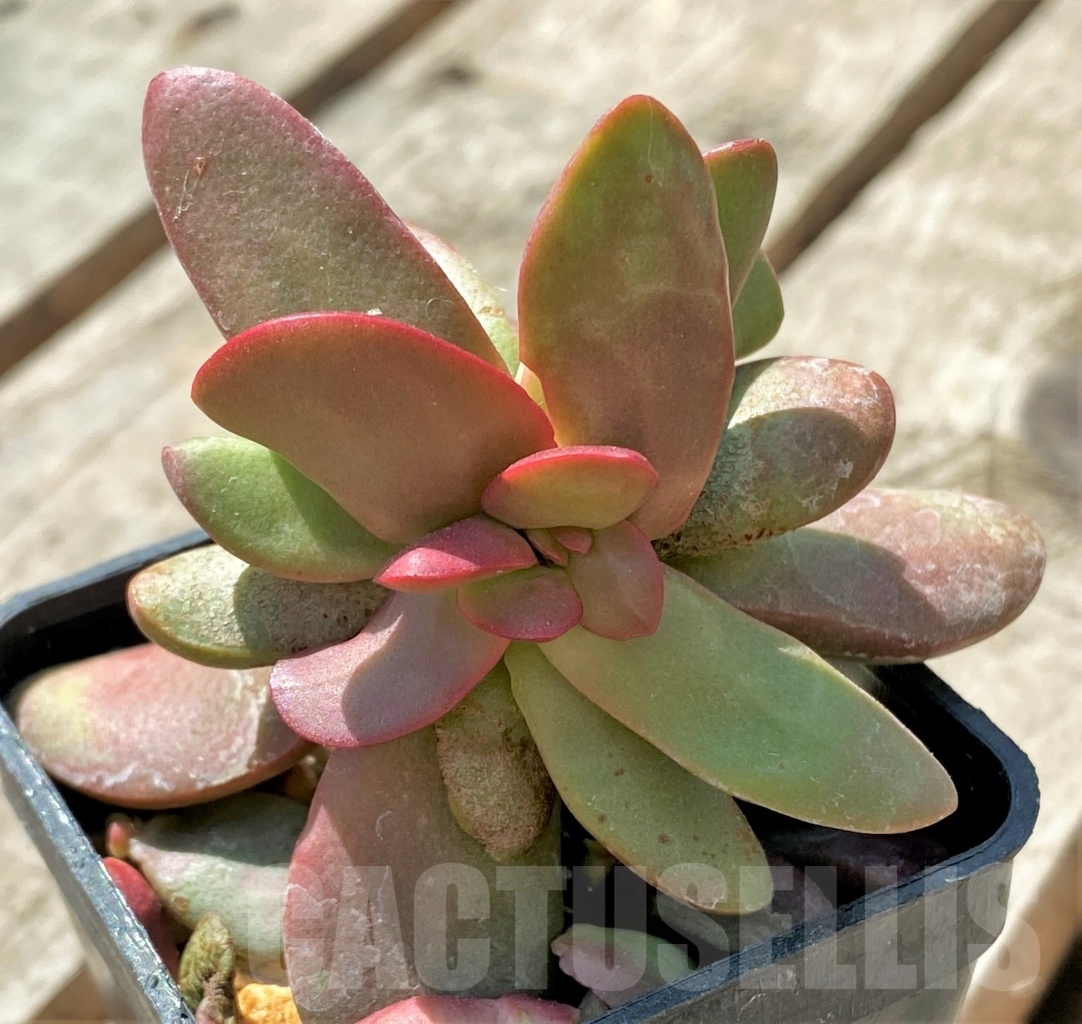 SHPR11467 Crassula clavata