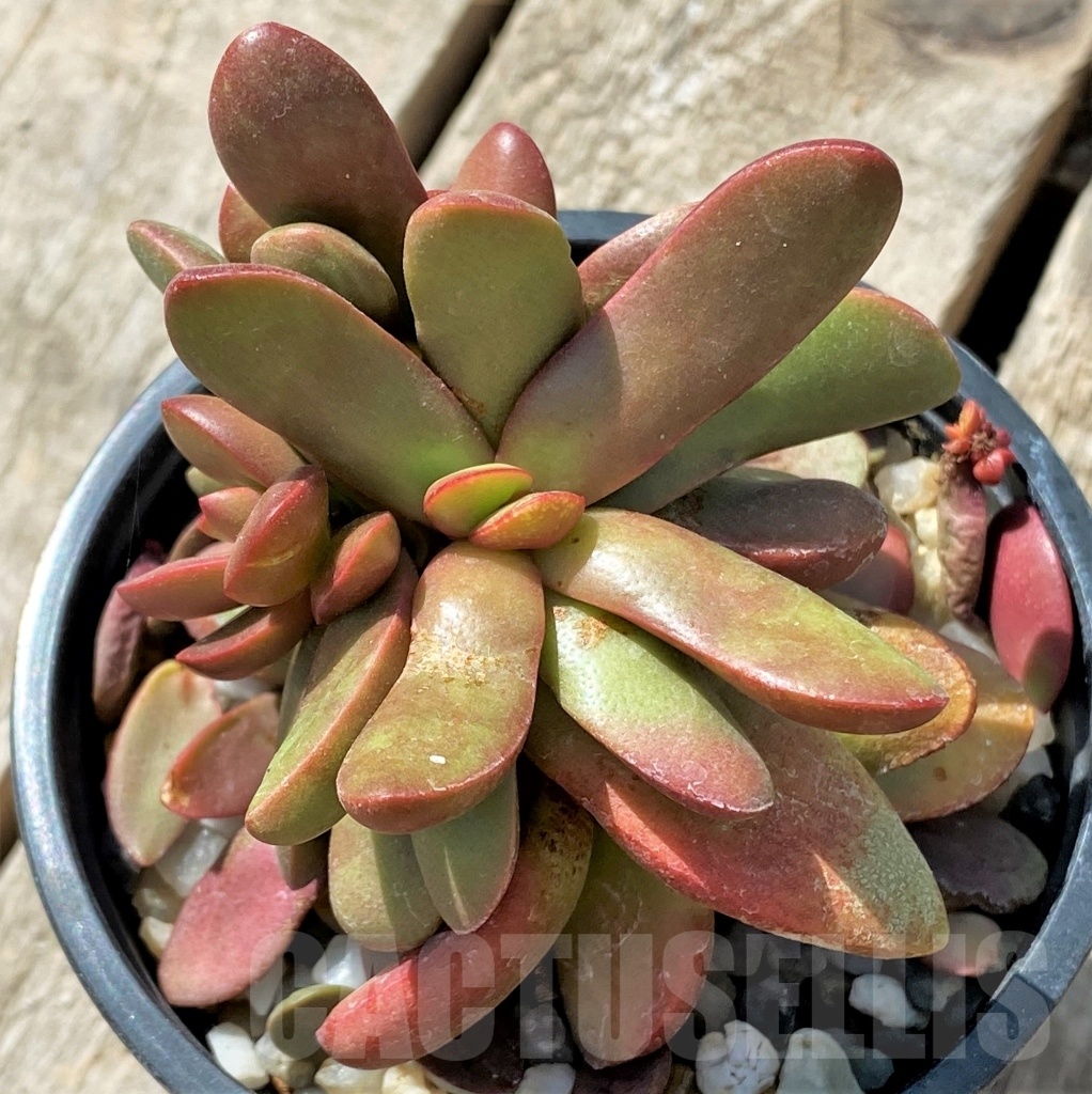 SHPR11468 Crassula clavata - Image 2