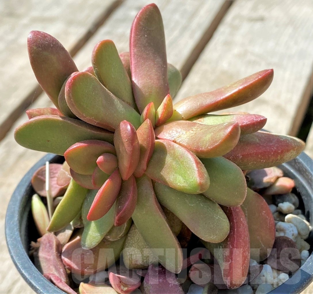 SHPR11468 Crassula clavata