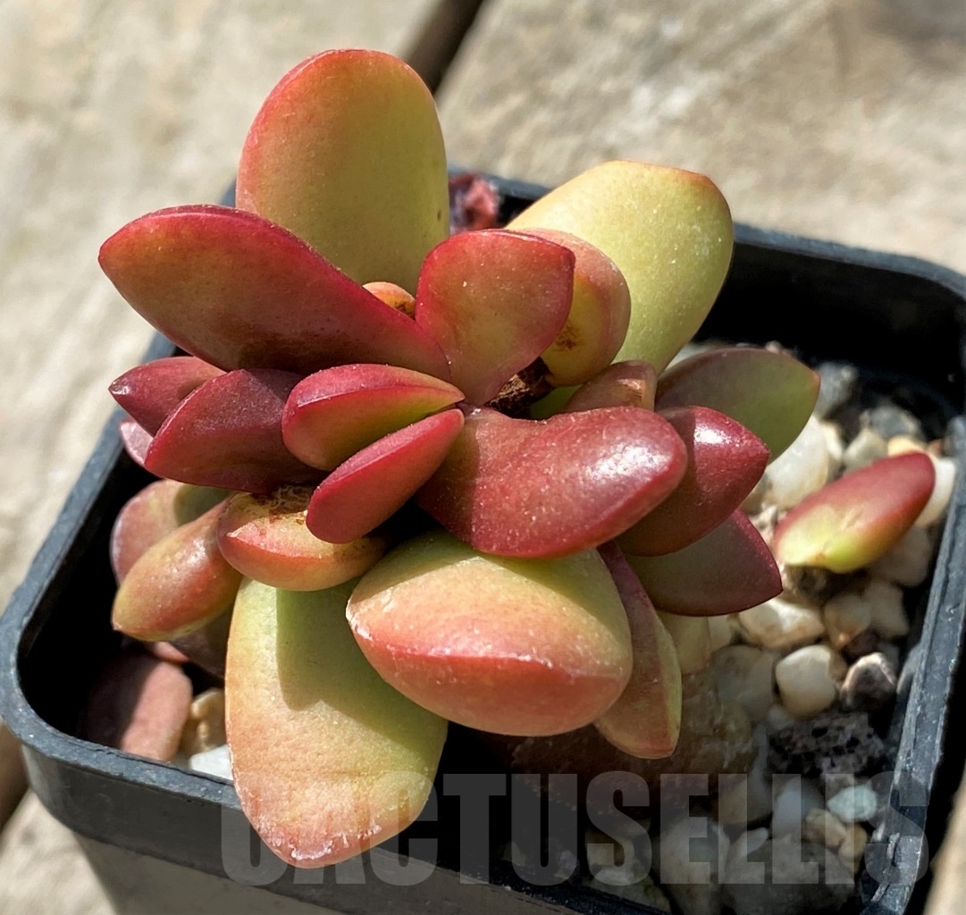 SHPR11469 Crassula clavata