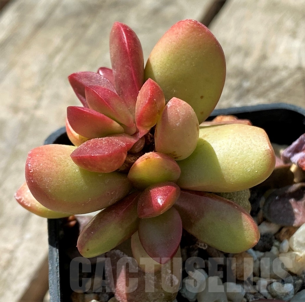 SHPR11469 Crassula clavata - Image 2