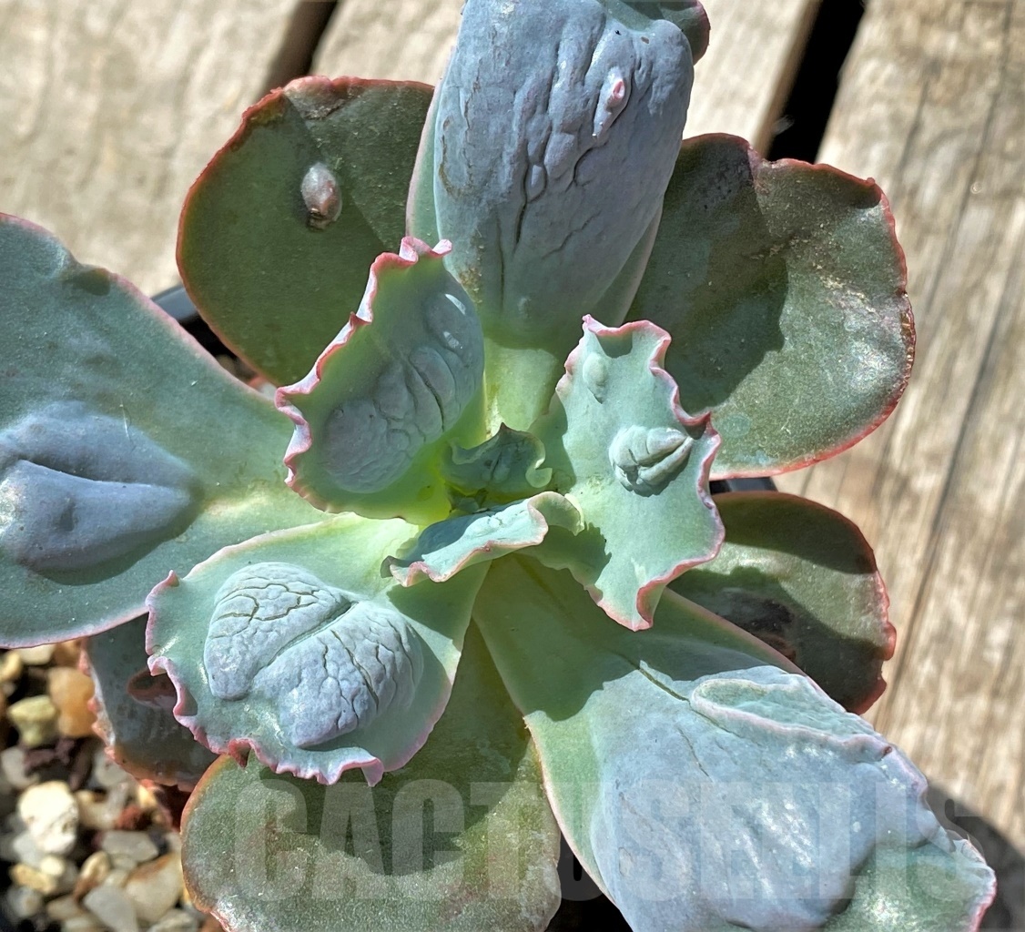 SHPR11471 Echeveria Etna – Image 2