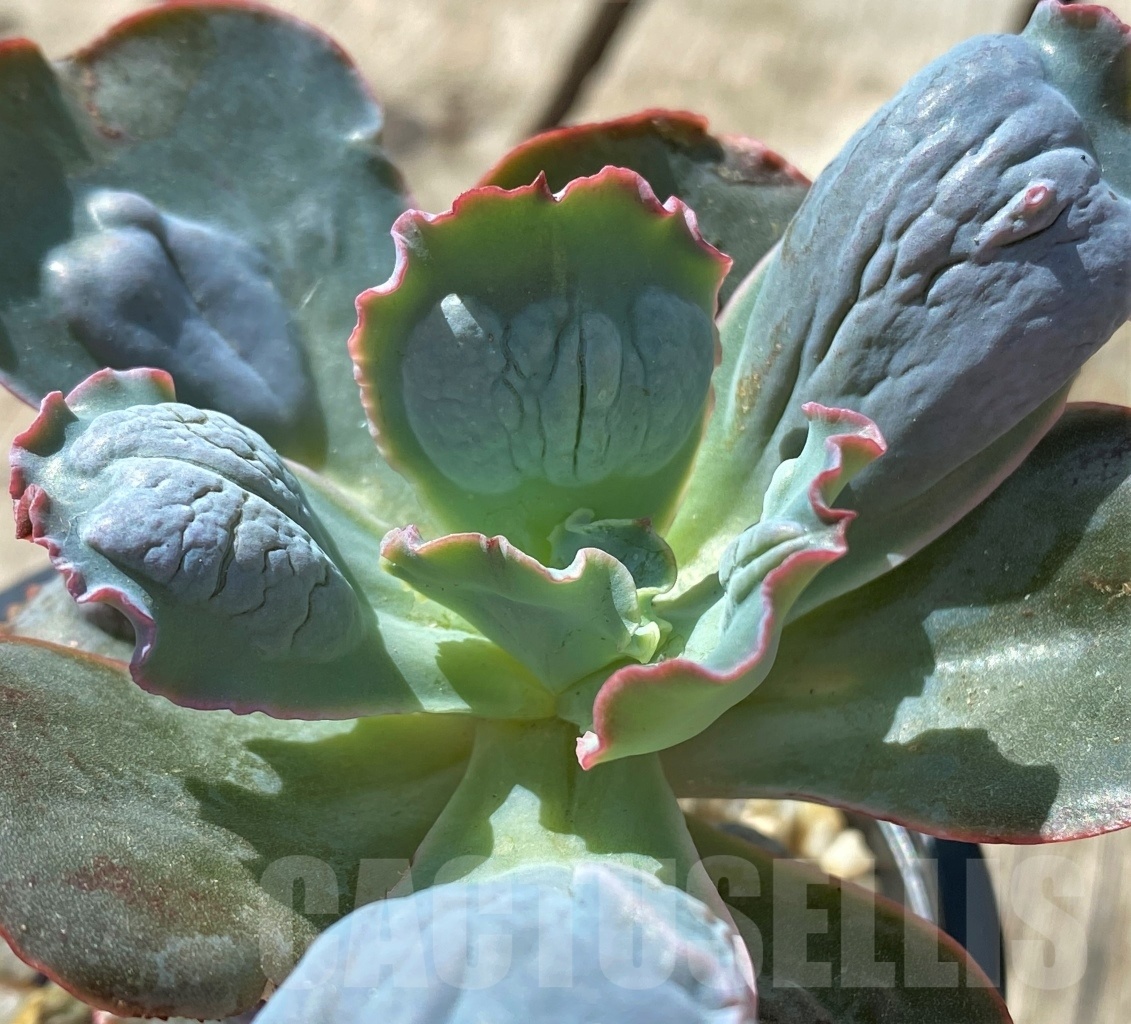 SHPR11471 Echeveria Etna