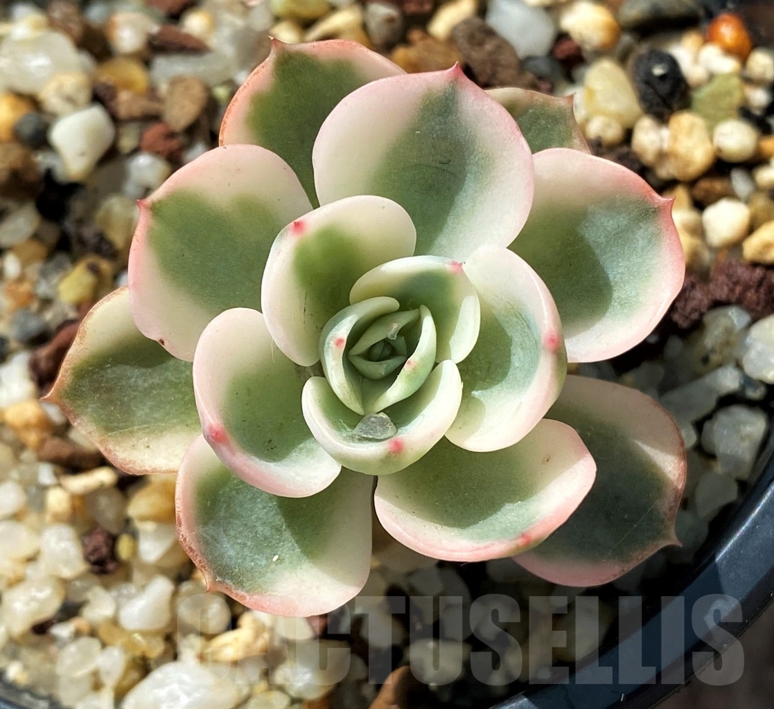SHPR11472 Echeveria Compton Carousel 'Lenore Dean'