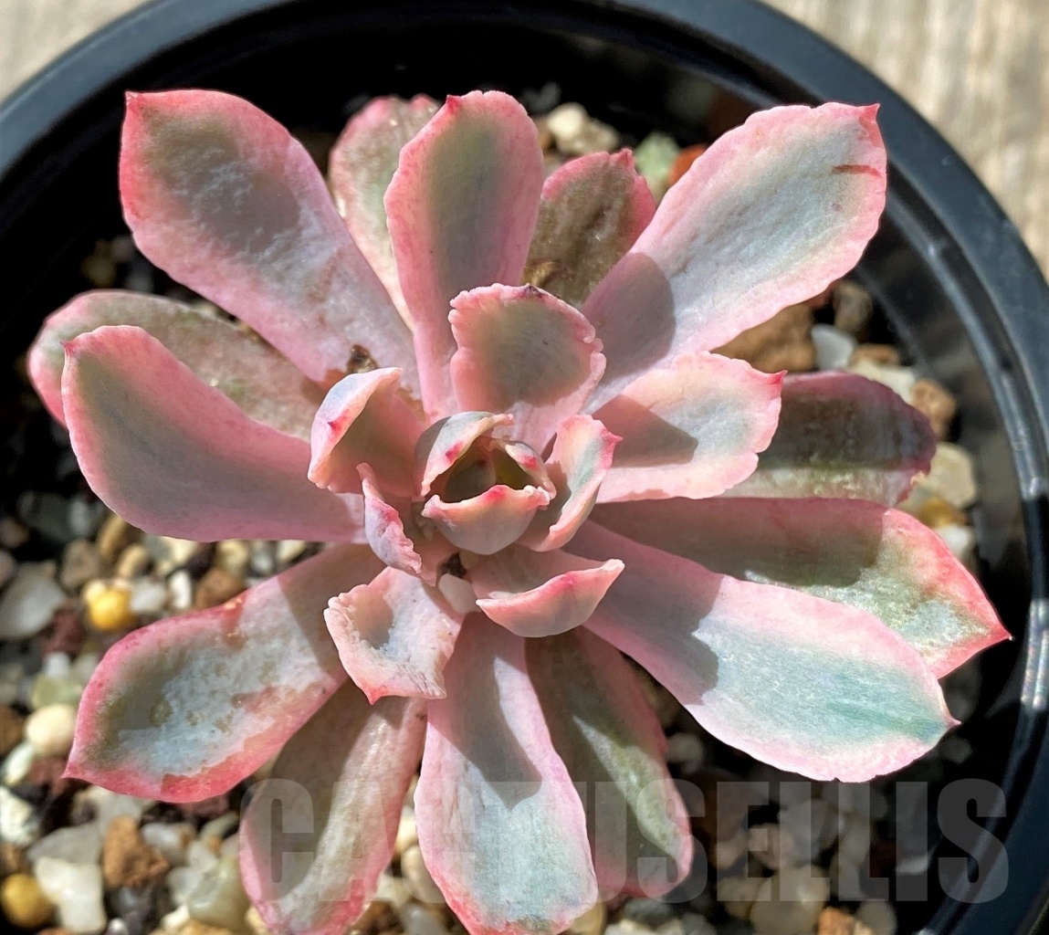 SHPR11473 Echeveria 'Hoveyi'