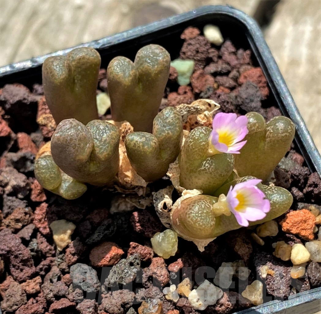 SHPR10990 Conophytum pellucidum v. lilianum - Image 4