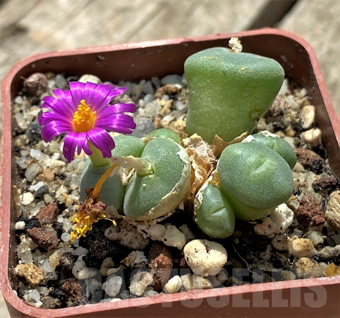 SHPR10740 Conophytum bolusiae SB 1099 - Image 3