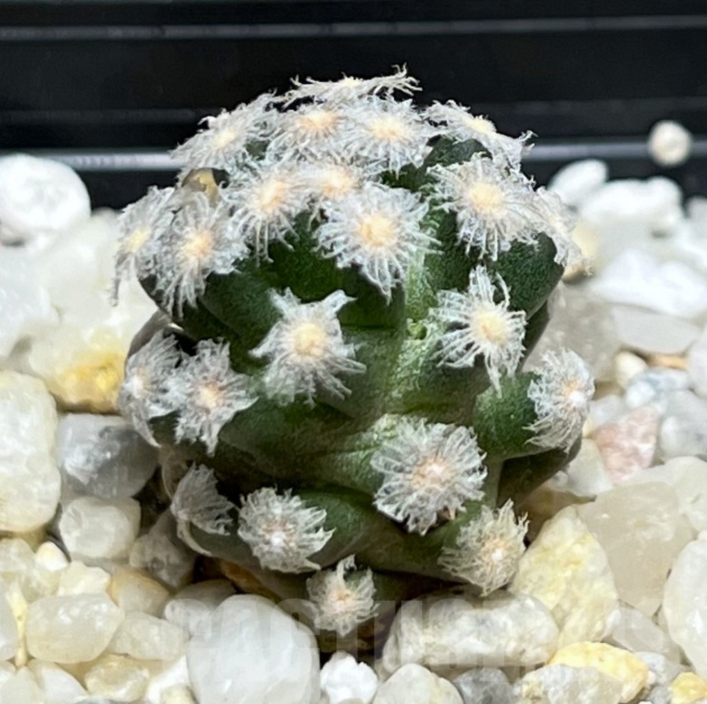 SHPR19075 Mammillaria theresae v. minima - Image 2