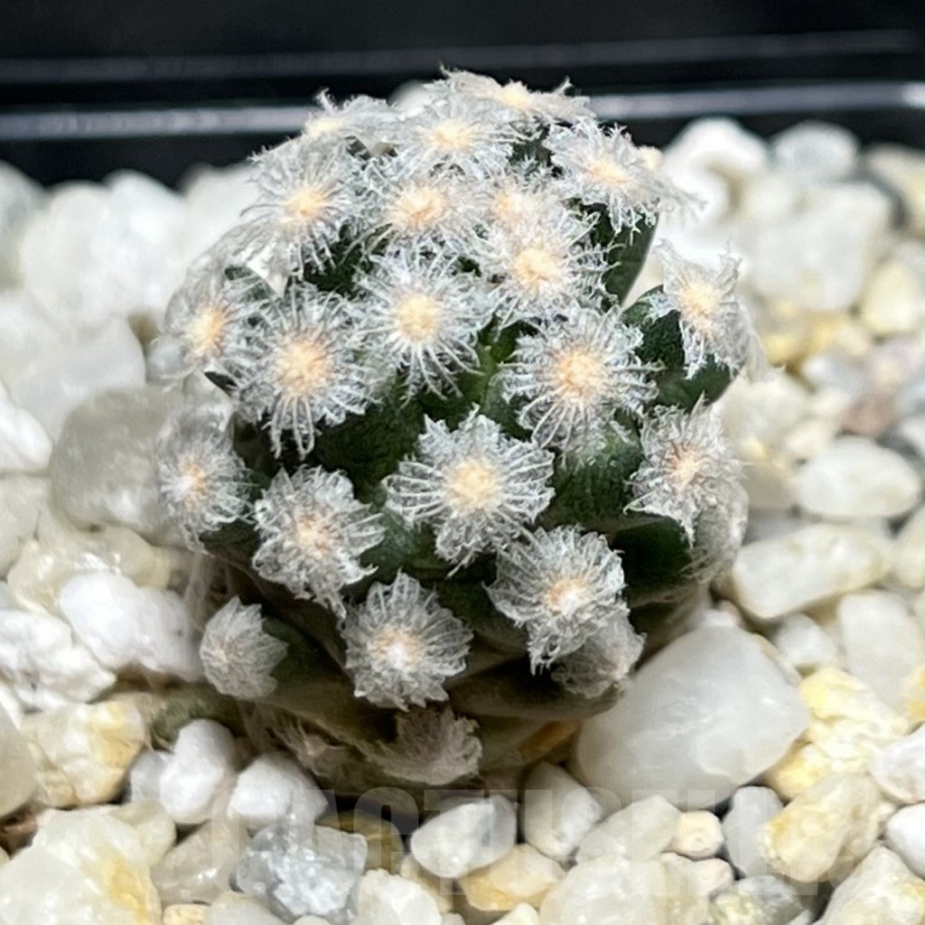 SHPR19075 Mammillaria theresae v. minima