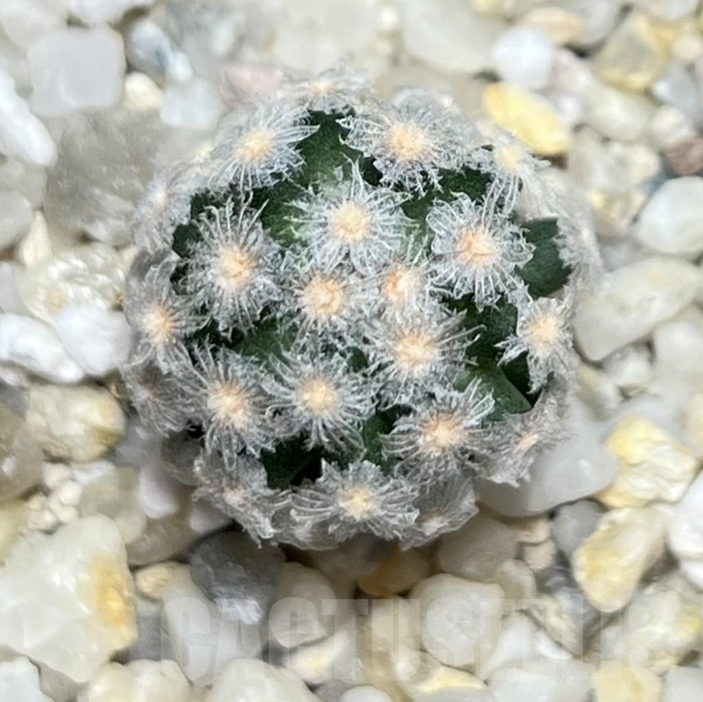 SHPR19075 Mammillaria theresae v. minima - Image 3