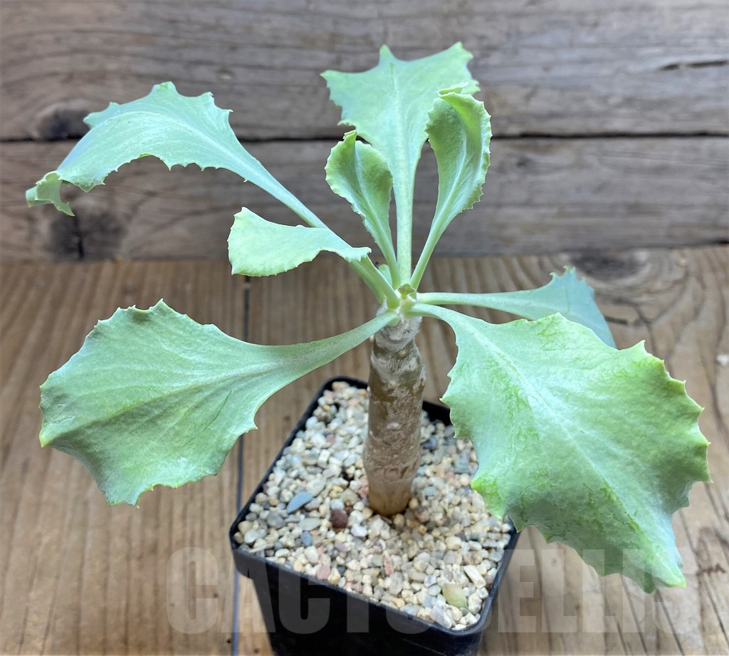 SHPR9906 Othonna cremnophila