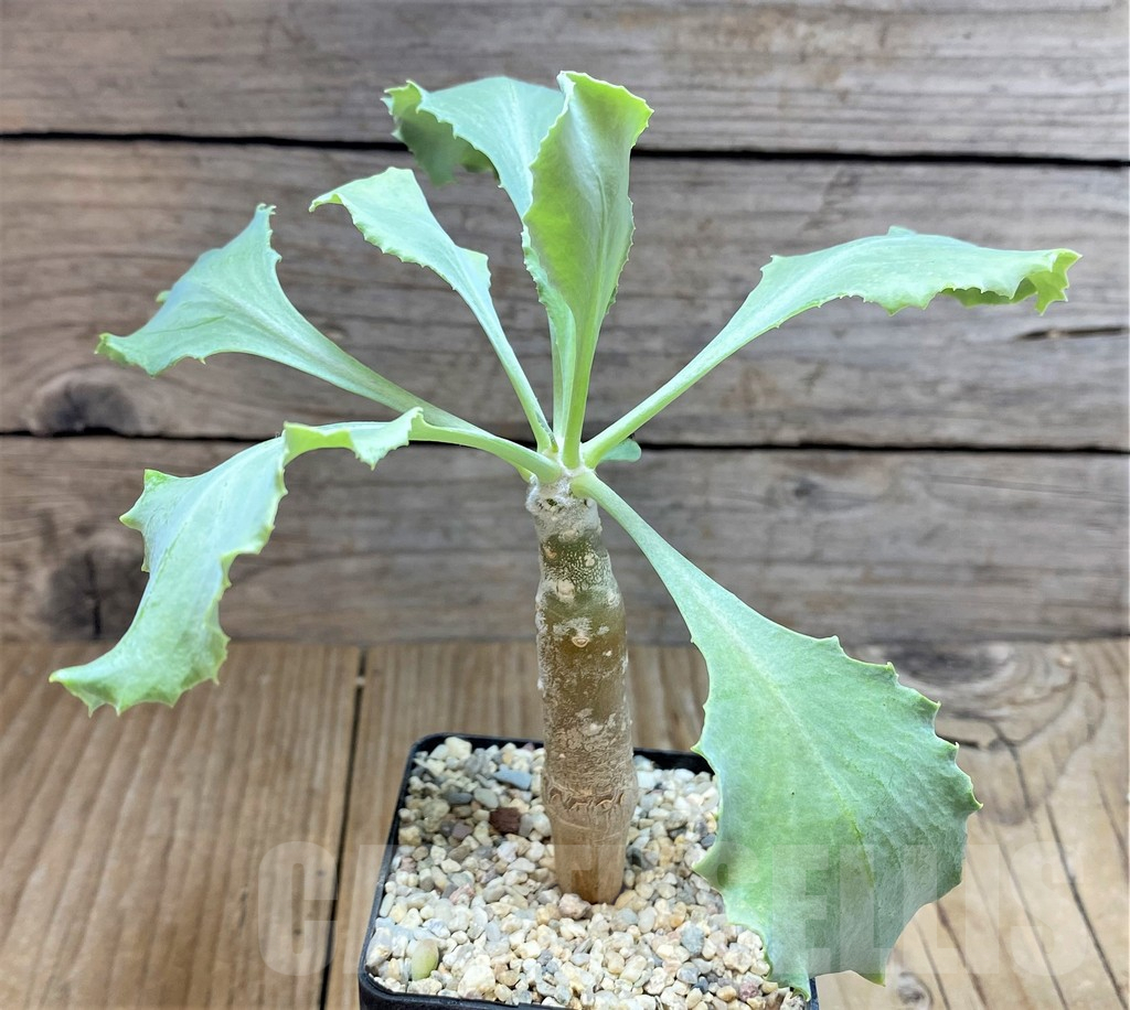 SHPR9906 Othonna cremnophila - Imagen 2