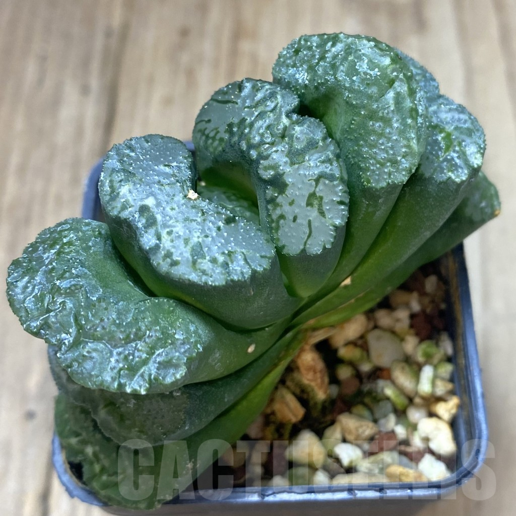 SHPR9498 Haworthia truncata