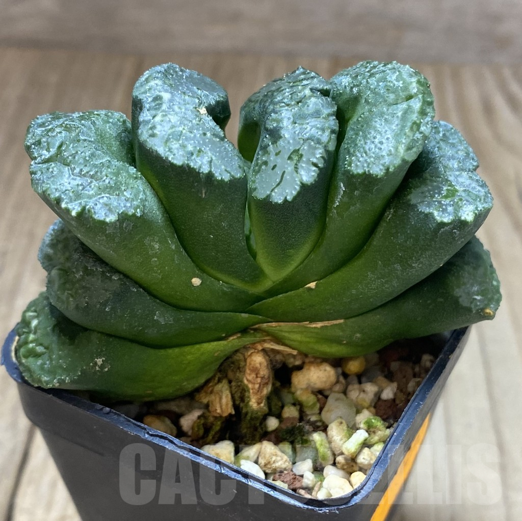 SHPR9498 Haworthia truncata - immagine 2