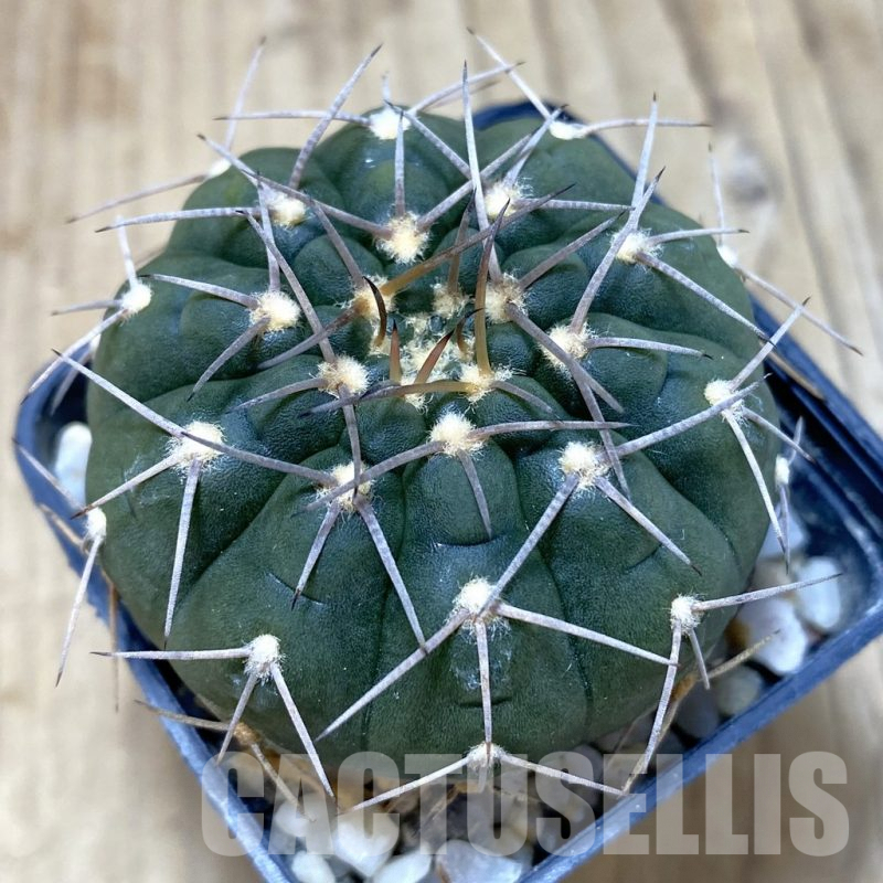 SH073 Gymnocalycium triacanthum