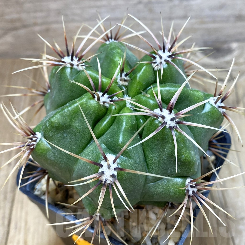SH084 Gymnocalycium achirasense v. chacrasense LB 365 -Argentina-
