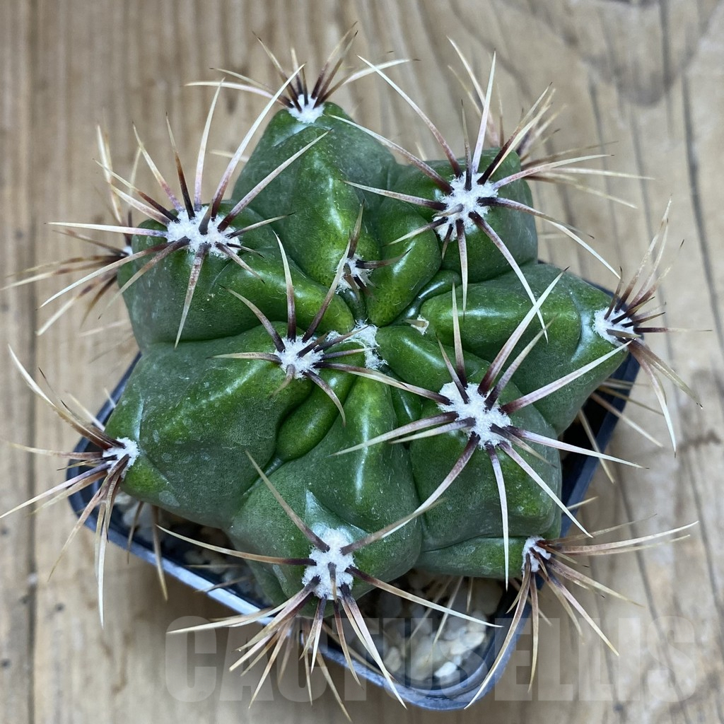 SH084 Gymnocalycium achirasense v. chacrasense LB 365 -Argentina- - Obrázek 2