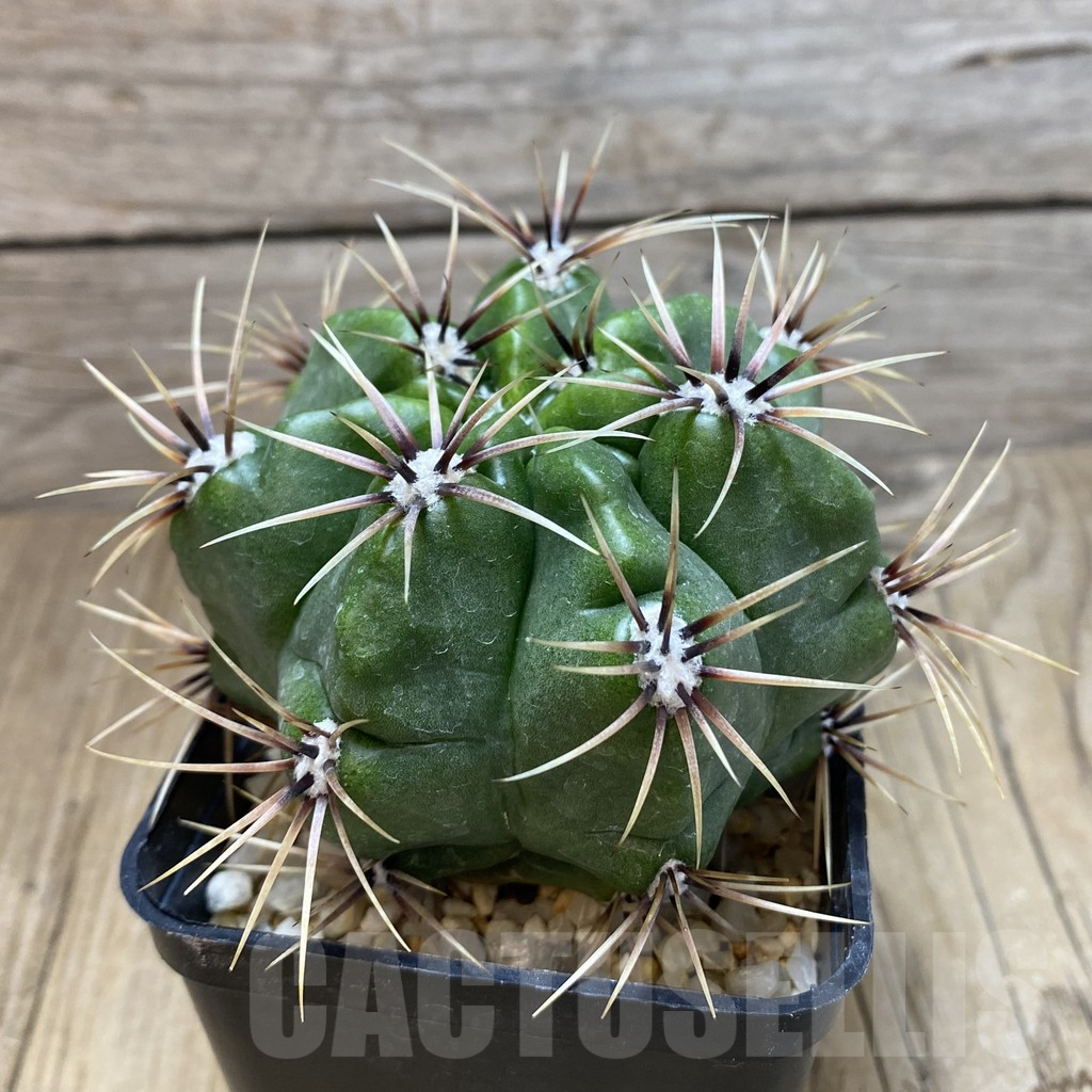 SH084 Gymnocalycium achirasense v. chacrasense LB 365 -Argentina- - Obrázek 3