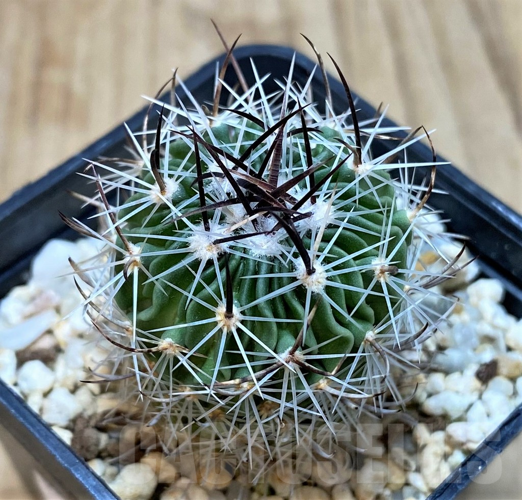 SH162 Echinofossulocactus erectocentrus - immagine 2
