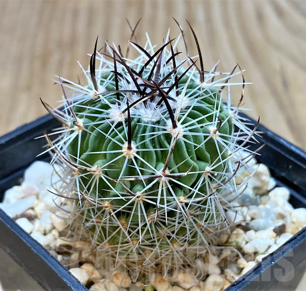 SH162 Echinofossulocactus erectocentrus