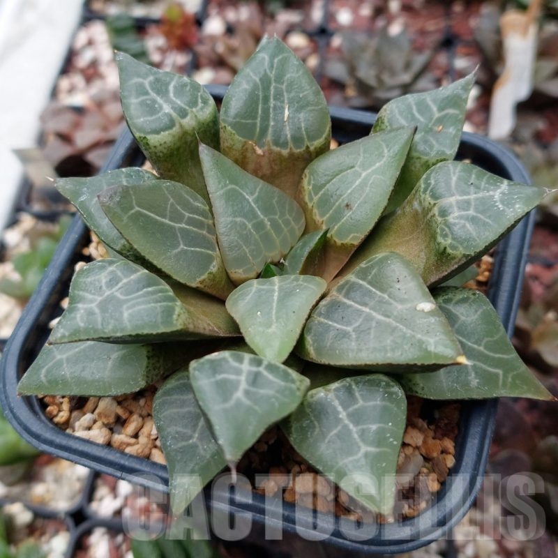 LOT542 10 SEEDS Haworthia comptoniana HCO -7 ex Cactus Nishi 2023
