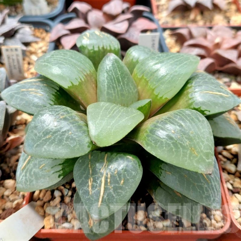 LOT549 10 SEEDS Haworthia comptoniana x springbokvlakensis `Gekkou` HSPX-2 2023