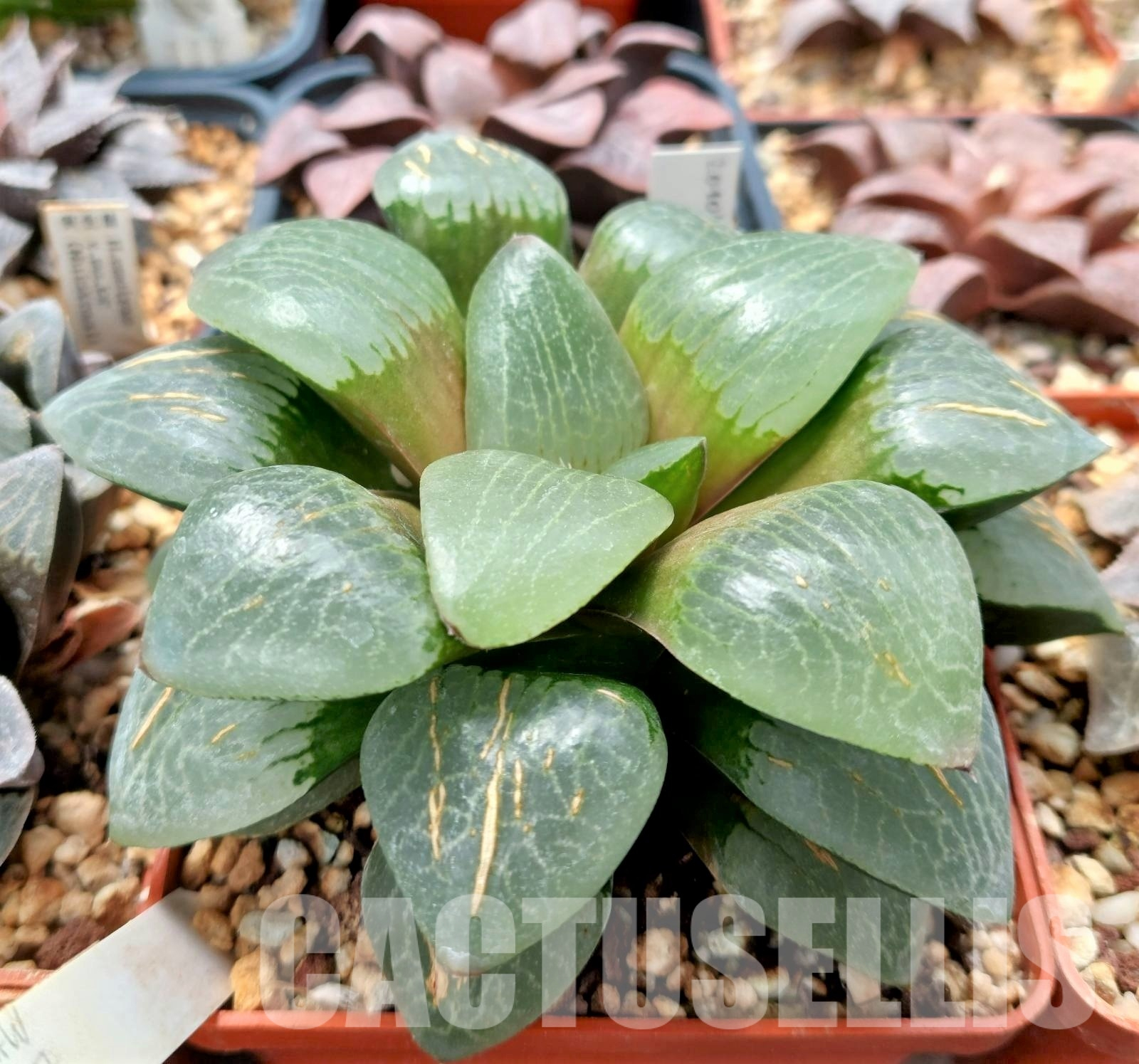 LOT549 10 SEEDS Haworthia comptoniana x springbokvlakensis `Gekkou` HSPX-2 2023