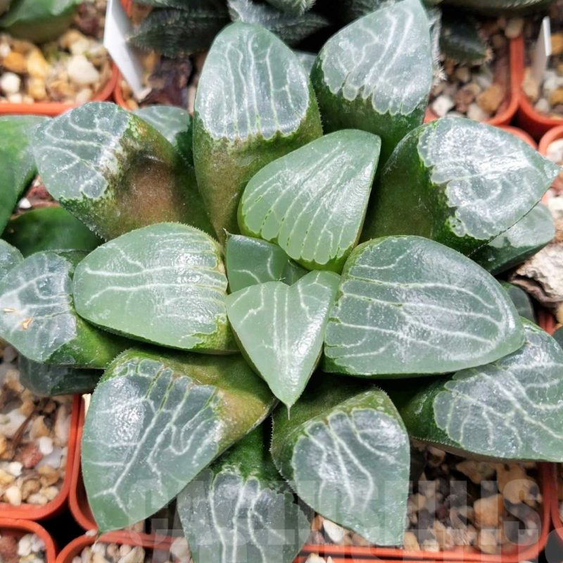 LOT550 10 SEEDS Haworthia `Tsukikage` 2023