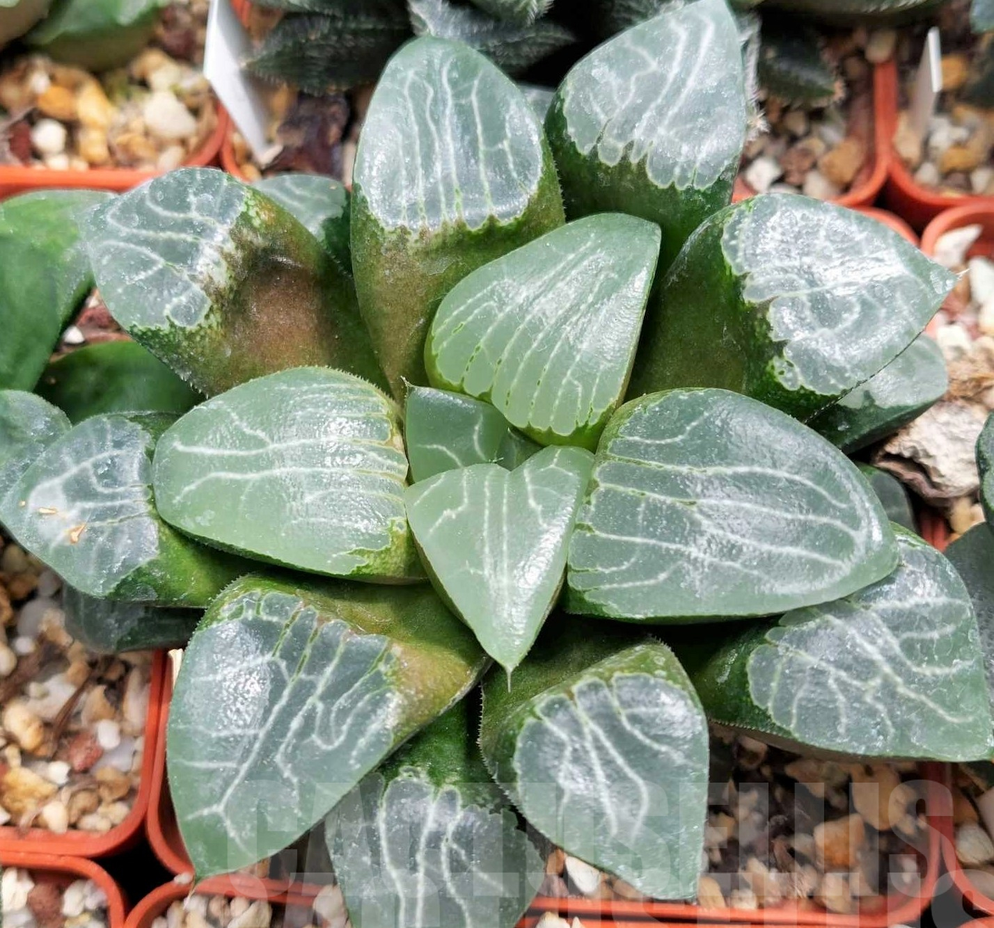 LOT550 10 SEEDS Haworthia `Tsukikage` 2023