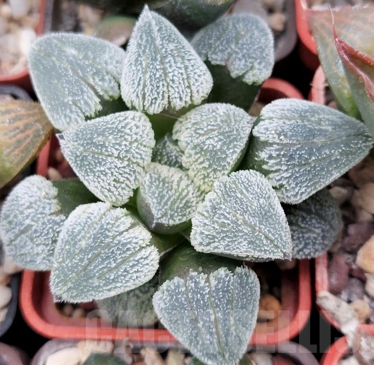 LOT555 10 SEEDS Haworthia pygmaea f. crystallina BEST 2023