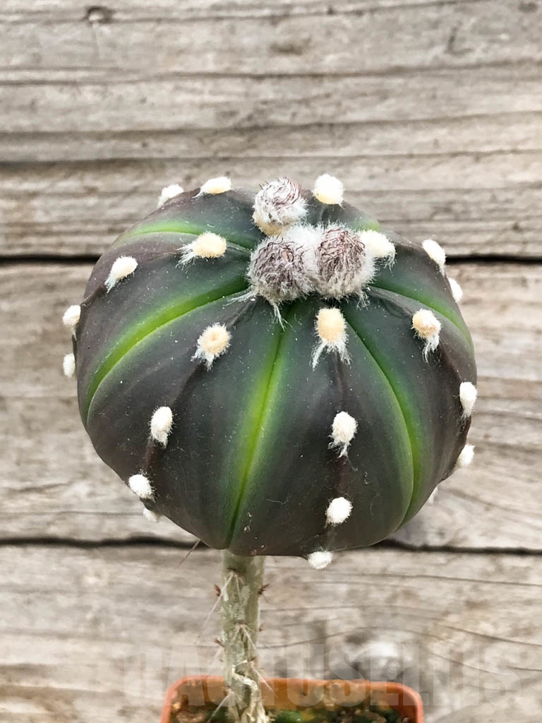 SHPR9404 Astrophytum asterias ‘Lime Green’