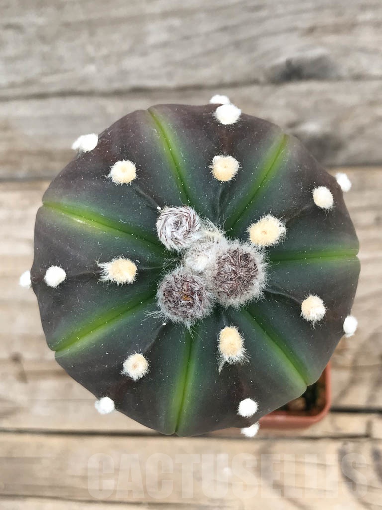 SHPR9404 Astrophytum asterias ‘Lime Green’ - Image 3