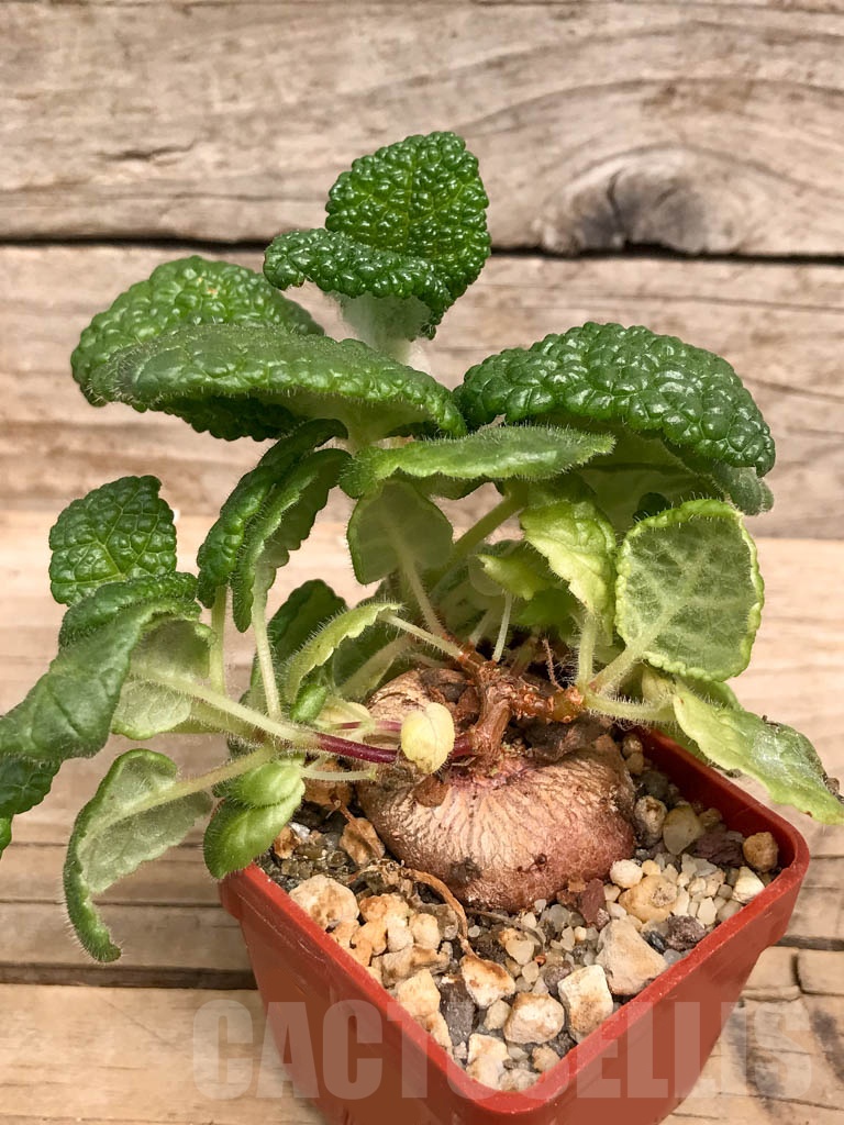 SHPR9492 Sinningia bullata - Obrázek 2