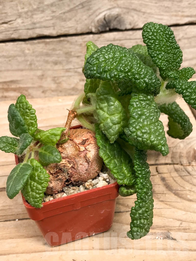 SHPR9494 Sinningia bullata - immagine 2