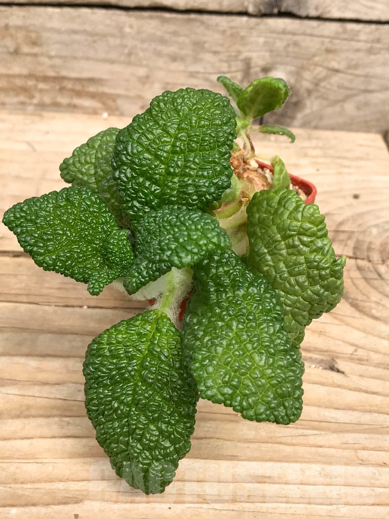 SHPR9494 Sinningia bullata