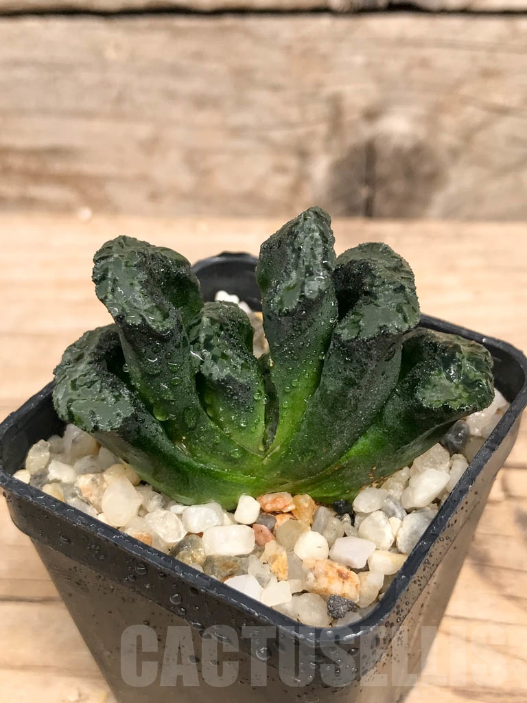 SHPR9497 Haworthia truncata „Black Jade Fan“