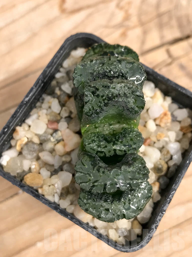 SHPR9497 Haworthia truncata „Black Jade Fan“ - Image 2