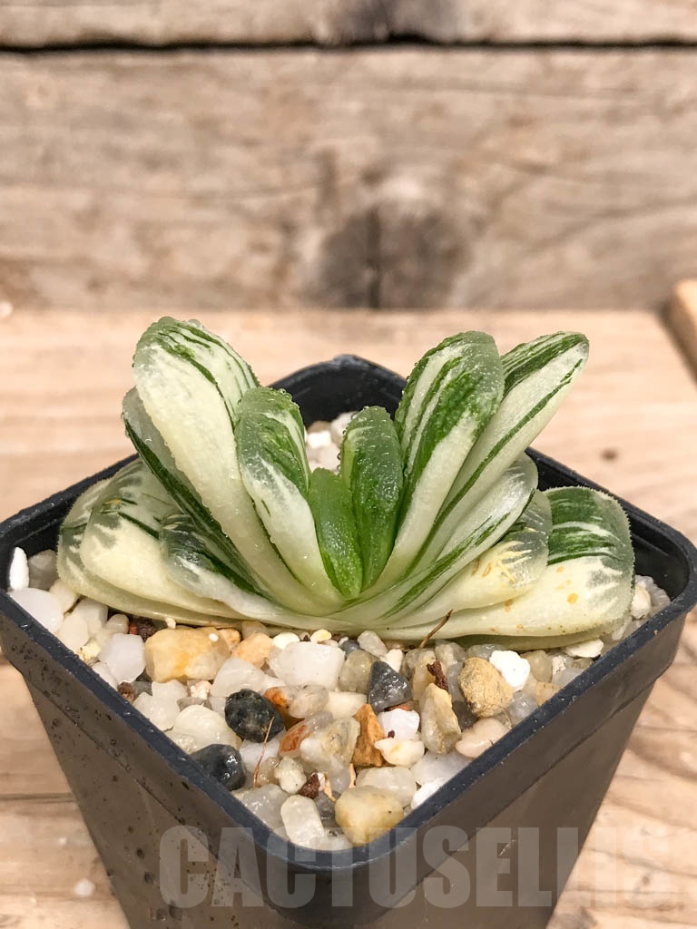SHPR9499 Haworthia truncata “Jade Fan brocade”