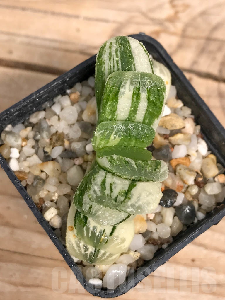 SHPR9499 Haworthia truncata “Jade Fan brocade” - Image 2