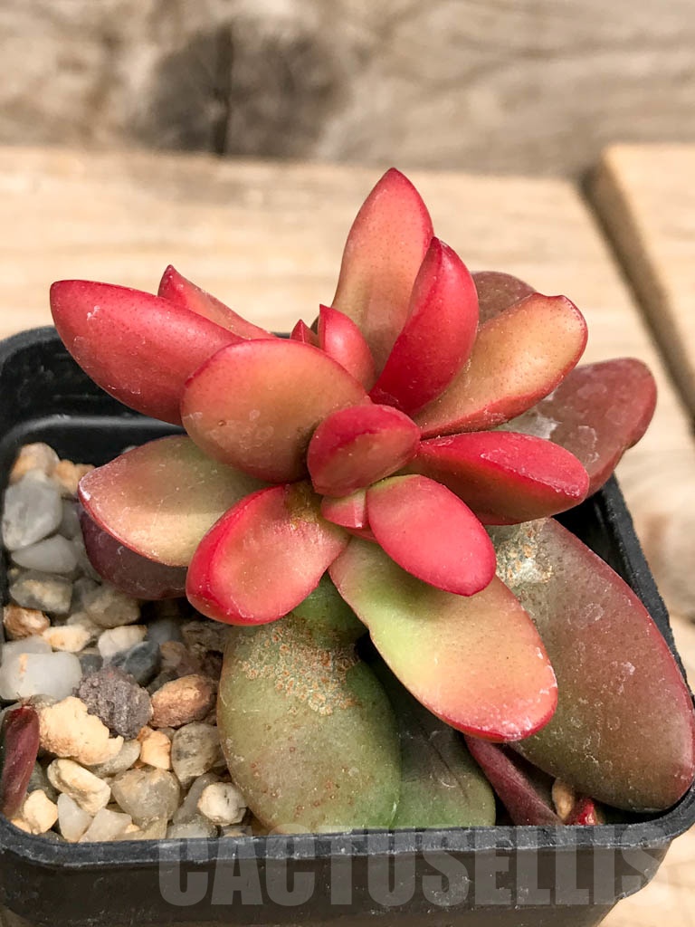 SHPR9503 Crassula clavata - Image 2