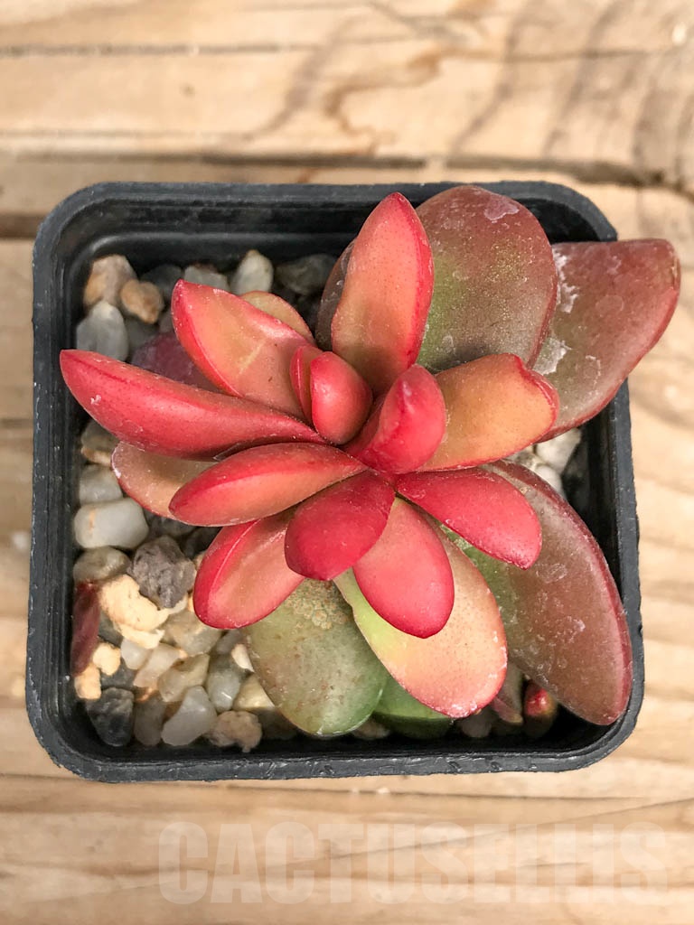 SHPR9503 Crassula clavata