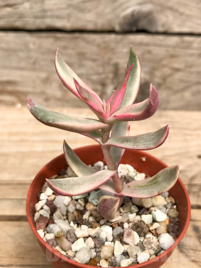 SHPR9504 Crassula rubricaulis 'candy cane' variagated