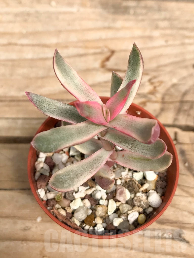 SHPR9504 Crassula rubricaulis 'candy cane' variagated - Imagen 2