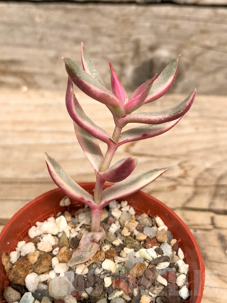 SHPR9504 Crassula rubricaulis 'candy cane' variagated - Imagen 3