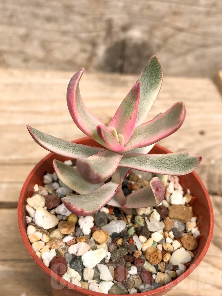 SHPR9504 Crassula rubricaulis 'candy cane' variagated - Imagen 4