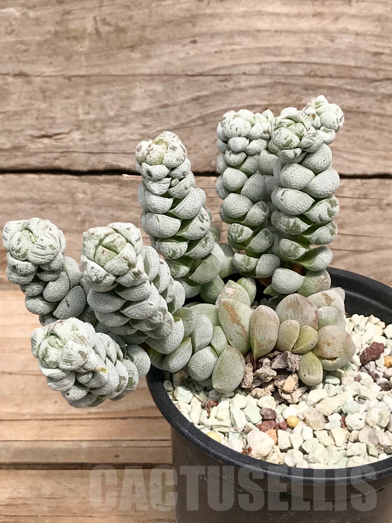 SHPR9507 Crassula deceptor