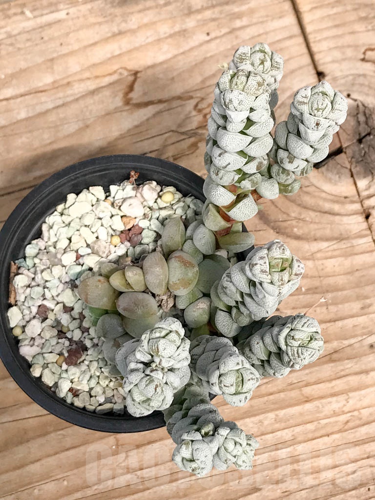 SHPR9507 Crassula deceptor - Image 2