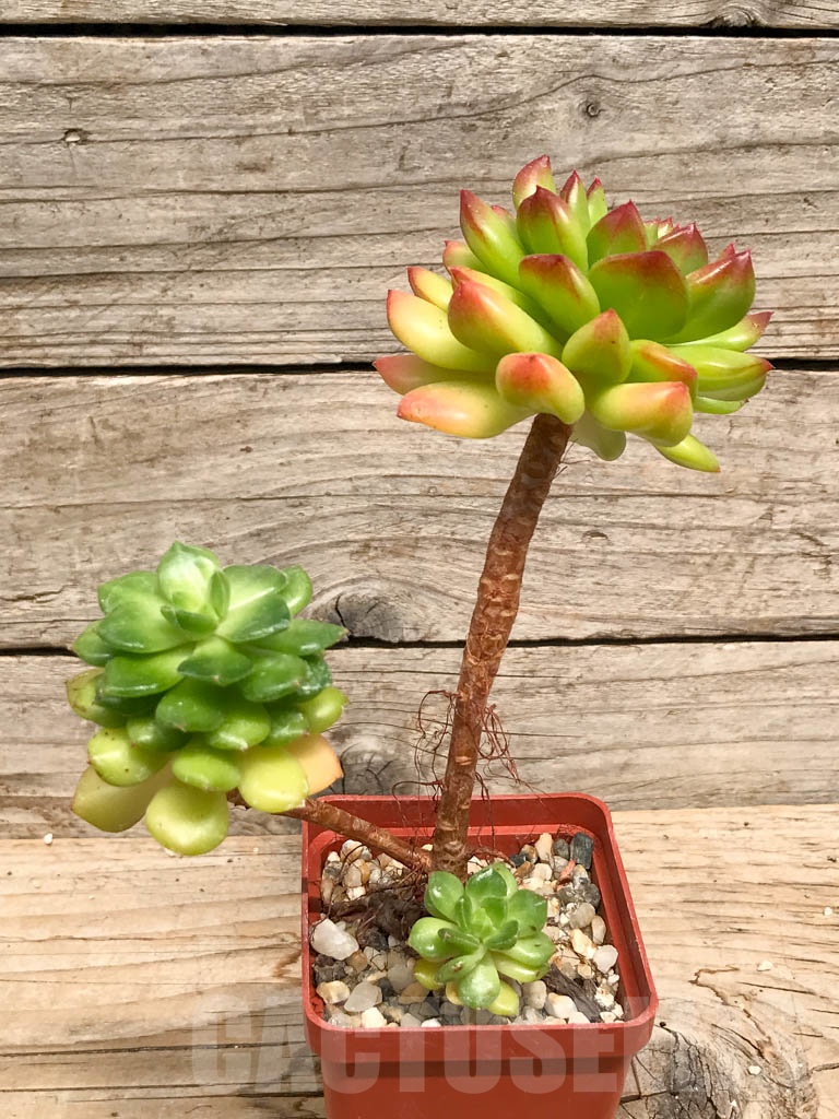 SHPR9509 Echeveria “Red Lantern” - Image 2