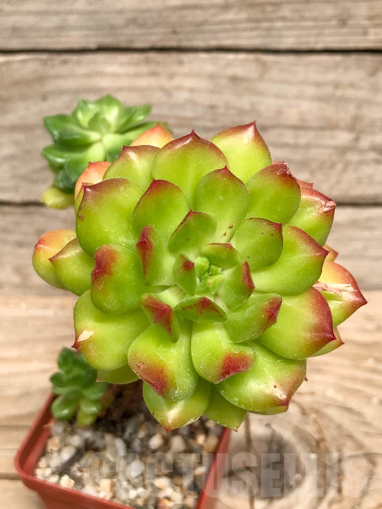 SHPR9509 Echeveria “Red Lantern”